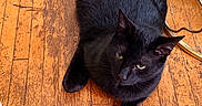 Salem joined the competition — help win amazing prizes! black_cat, cat, wood_floor, indoor, pet, animal, feline, flooring, relaxed, resting, fur, whiskers, yellow_eyes, table_leg, metal, home, cozy, domestic_animal, mammal, quiet