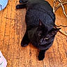 black_cat, cat, wood_floor, indoor, pet, animal, feline, flooring, relaxed, resting, fur, whiskers, yellow_eyes, table_leg, metal, home, cozy, domestic_animal, mammal, quiet