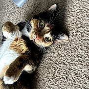 Union joined the competition — help win amazing prizes! cat, calico_cat, pet, animal, feline, lying_down, belly_up, raised_paws, whiskers, green_eyes, pink_nose, fur, tri_color, indoor, carpet, sunlight, portrait, close_up, playful, cute