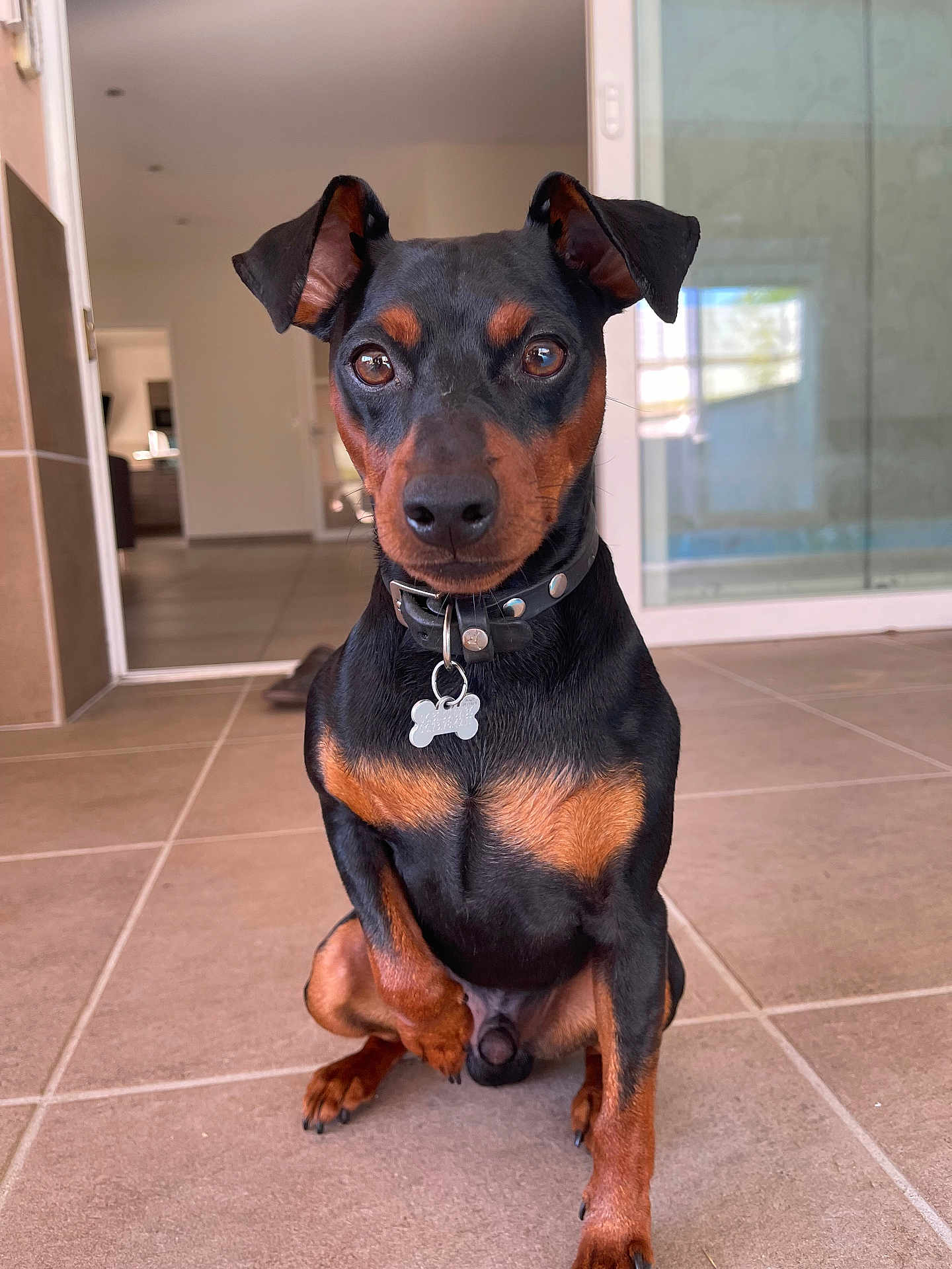 Viktor a rejoint le concours — aidez-le/la à gagner de superbes lots ! dog, pet, indoor, small_dog, black_and_tan, collar, tile_floor, curious, sitting, ears_up, close_up, animal, canine, house, modern_interior, floor, looking_at_camera, domestic, companion, cute