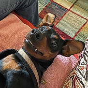 Viktor participe au concours pour gagner de l'argent avec cette photo : dog, pet, lying_down, black_and_tan, ears_up, smiling, indoor, carpet, blanket, fabric, collar, closeup, canine, fur, cute, playful, domestic_animal, resting, animal_face, happy