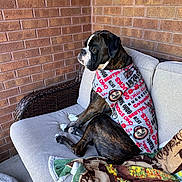 Elvis joined the competition — help win amazing prizes! black_fur, blanket, boxer, brick_wall, brindle, brown_fur, chair, cozy, cushion, dog, floppy_ears, furniture, home_decor, outdoor, patio, pet, portrait, seated, side_profile, white_chest