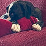 Elvis is registered to the contest to win money with this photo: dog, boxer, canine, pet, paws, pillow, couch, upholstery, red, living_room, interior, window, relaxed, resting, close_up, portrait, domestic_animal, sleepy, fur, nose