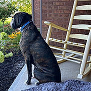 Elvis joined the competition — help win amazing prizes! dog, brindle, boxer, collar, chain_collar, porch, rocking_chair, brick_wall, hydrangea, flowers, garden, statue, mulch, concrete, doormat, sitting, profile, pet, outdoor, sunlight