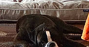 Elvis is registered to the contest to win money with this photo: bed, black_and_white, blanket, blue_ball, candid, couch, cozy, dog, floor, home, indoor, lying_down, paws, pet, reflection, relaxed, sleeping, tired, toy, wooden_floor