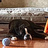 Elvis is registered to the contest to win money with this photo: dog, sleeping, lying_down, black_and_white, pet, indoor, home, floor, wooden_floor, blue_ball, toy, bed, blanket, couch, relaxed, tired, paws, reflection, cozy, candid