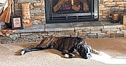 Elvis is registered to the contest to win money with this photo: boxer, brindle_dog, broom, carpet, collar, cozy, decorative_pillow, dog, fire, fireplace, indoor, kettle, mantel, pet, picture_frame, relaxation, sleeping_dog, stone_hearth, stone_wall, sunlight