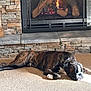 Elvis is registered to the contest to win money with this photo: dog, boxer, brindle_dog, sleeping_dog, pet, fireplace, stone_hearth, stone_wall, carpet, indoor, cozy, kettle, broom, picture_frame, decorative_pillow, fire, mantel, sunlight, relaxation, collar