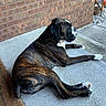Elvis is registered to the contest to win money with this photo: alert, animal, boxer, brick_wall, brindle, concrete, dog, large_dog, lying_down, outdoor, pet, porch, portrait, profile, relaxed, rock_garden, short_hair, side_view, white_chest, white_paws