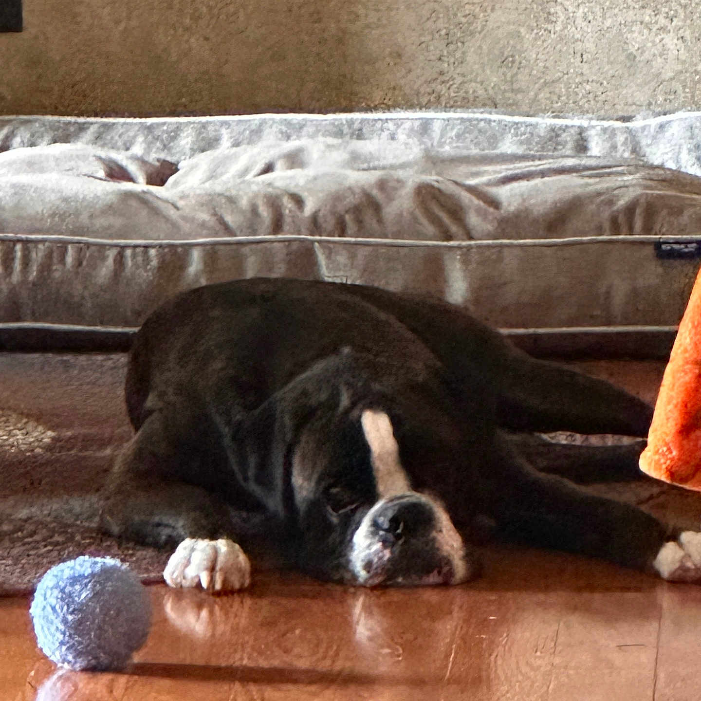 Elvis is registered to the contest to win money with this photo: dog, sleeping, lying_down, black_and_white, pet, animal, ball, toy, indoor, floor, wooden_floor, reflection, bed, blanket, home, relaxed, resting, paws, snout, portrait