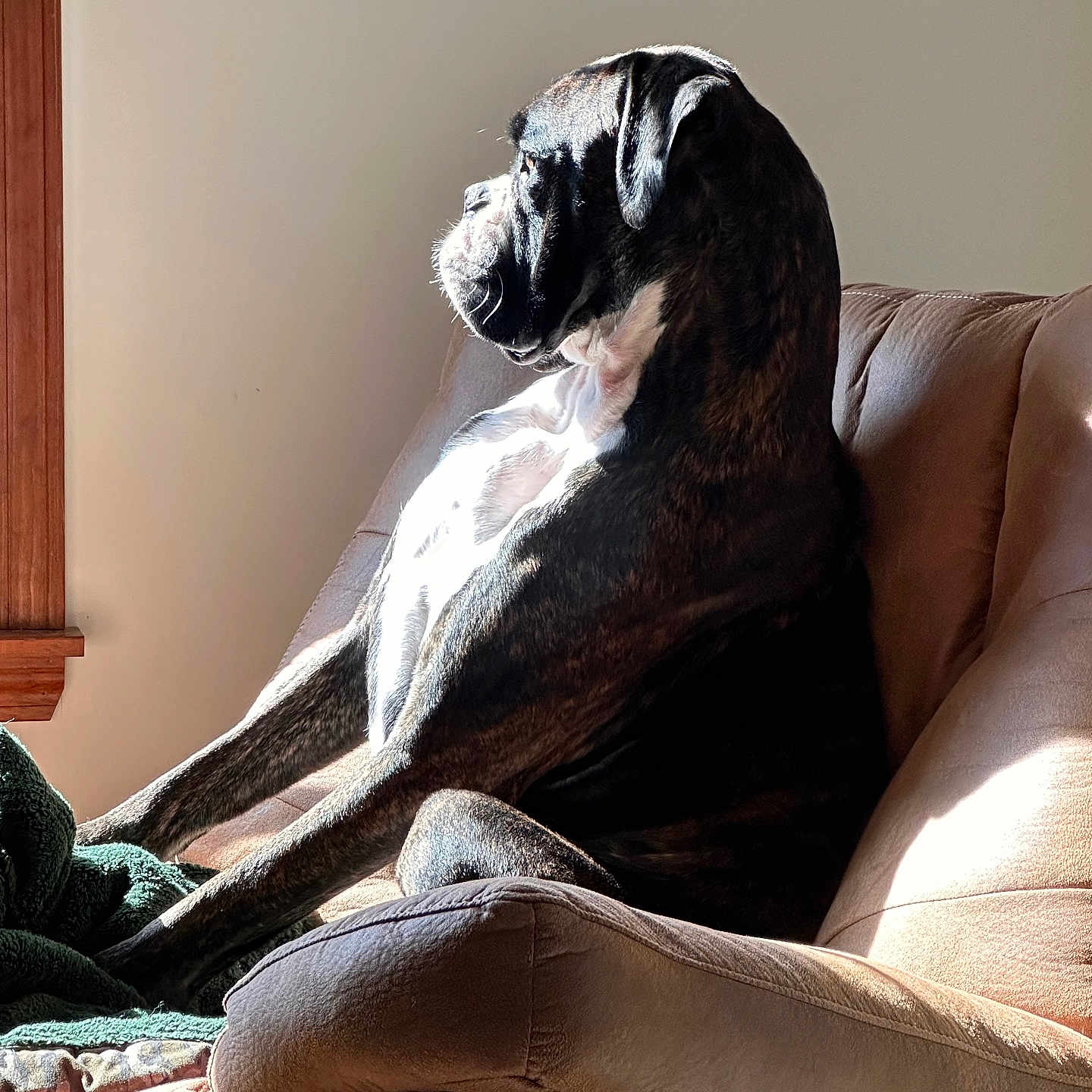 Elvis joined the competition — help win amazing prizes! armchair, brown, calm, canine, comfortable, cozy, dog, domestic, furniture, household, indoor, pet, quiet, relaxed, resting, seated, shadow, side_view, sunlight, window