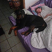 Valko participe au concours pour gagner de l'argent avec cette photo : dog, rottweiler, bed, blanket, child, sleeping, person, phone, purple_bed, tile_floor, pillow, indoor, dim_lighting, patterned_dress, hand, resting, cozy, quiet, companion, home