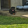 Valko participe au concours pour gagner de l'argent avec cette photo : animal, black_dog, brown_markings, canine, concrete, daylight, dog, door, flowerpots, grass, outdoor, pet, porch, relaxed, resting, rottweiler, sunlight, tongue_out, trash_bin, yard