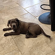 Athéna participe au concours pour gagner de l'argent avec cette photo : puppy, dog, indoor, tile_floor, gray_dog, lying_down, curious, pet, floor, home, bar_stool, furniture, wall, stone_wall, animal, young_dog, cute, domestic_animal, looking, resting