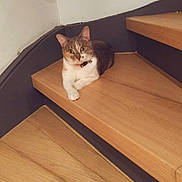 Vicky participe au concours pour gagner de l'argent avec cette photo : cat, staircase, wooden_stairs, indoor, pet, feline, curious, relaxed, collar, animal, domestic_cat, floor, wall, corner, paw, fur, ears, whiskers, sitting, looking