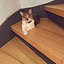 cat, staircase, wooden_stairs, indoor, pet, feline, curious, relaxed, collar, animal, domestic_cat, floor, wall, corner, paw, fur, ears, whiskers, sitting, looking