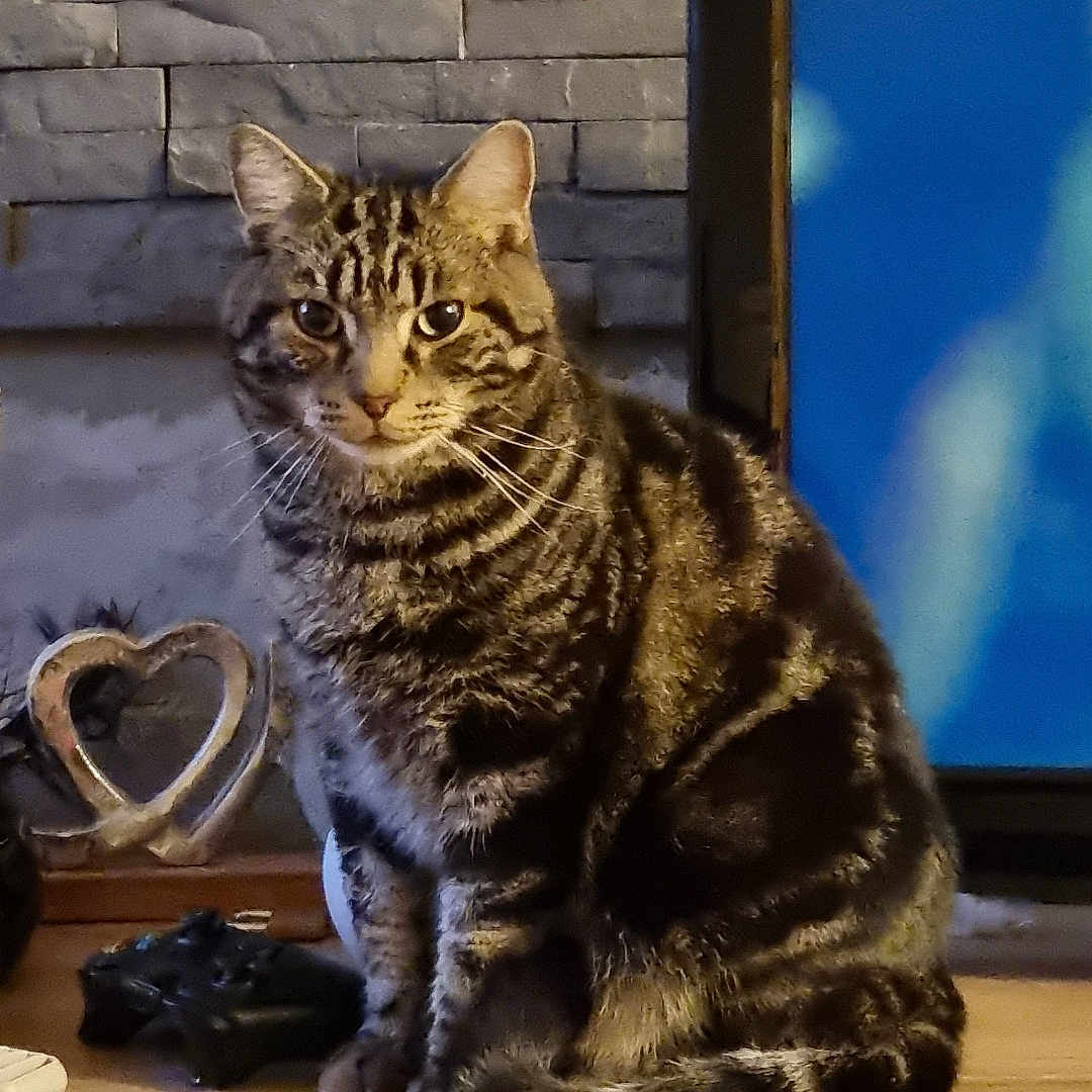 Mushu participe au concours pour gagner de l'argent avec cette photo : animal, architecture, building, cat, computer, computerhardware, desk, drawer, electronics, furniture, hardware, hardwood, manx, monitor, pet, screen, table, tv, wall, wood