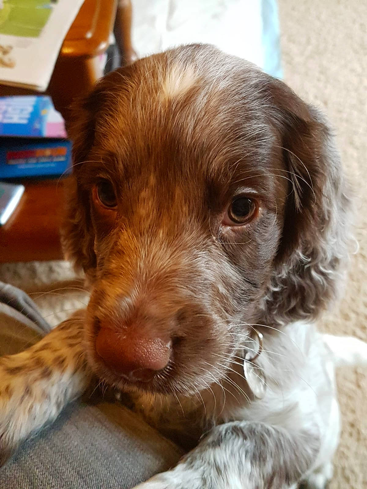 Bella is registered to the contest to win money with this photo: boykin_spaniel, canidae, carnivore, dog, dog_breed, french_spaniel, german_longhaired_pointer, german_spaniel, liver, mammal, nose, picardy_spaniel, puppy, rare_breed_dog, retriever, small_munsterlander, snout, spaniel, sporting_group, vertebrate
