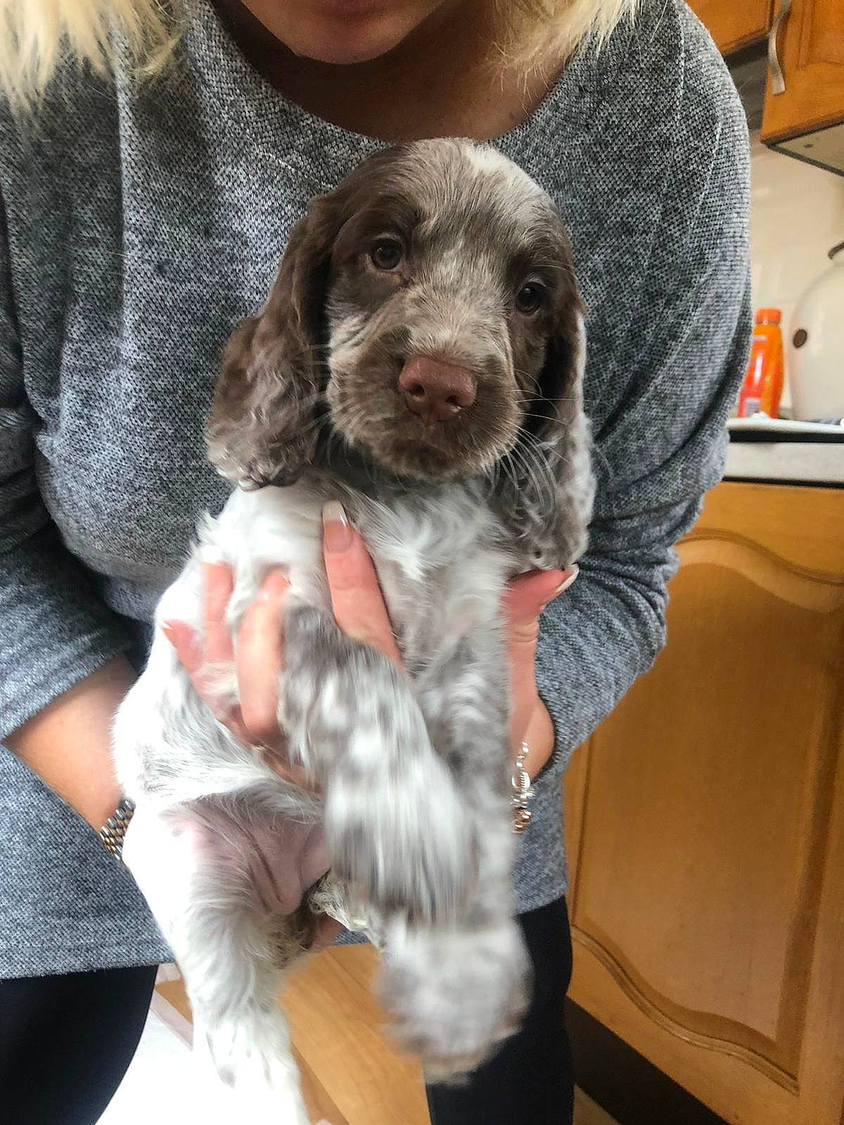 Bella is registered to the contest to win money with this photo: blue_picardy_spaniel, canidae, carnivore, cocker_spaniel, companion_dog, dog, dog_breed, english_cocker_spaniel, german_longhaired_pointer, german_shorthaired_pointer, mammal, pointing_breed, puppy, rare_breed_dog, small_munsterlander, spaniel, sporting_group, vertebrate