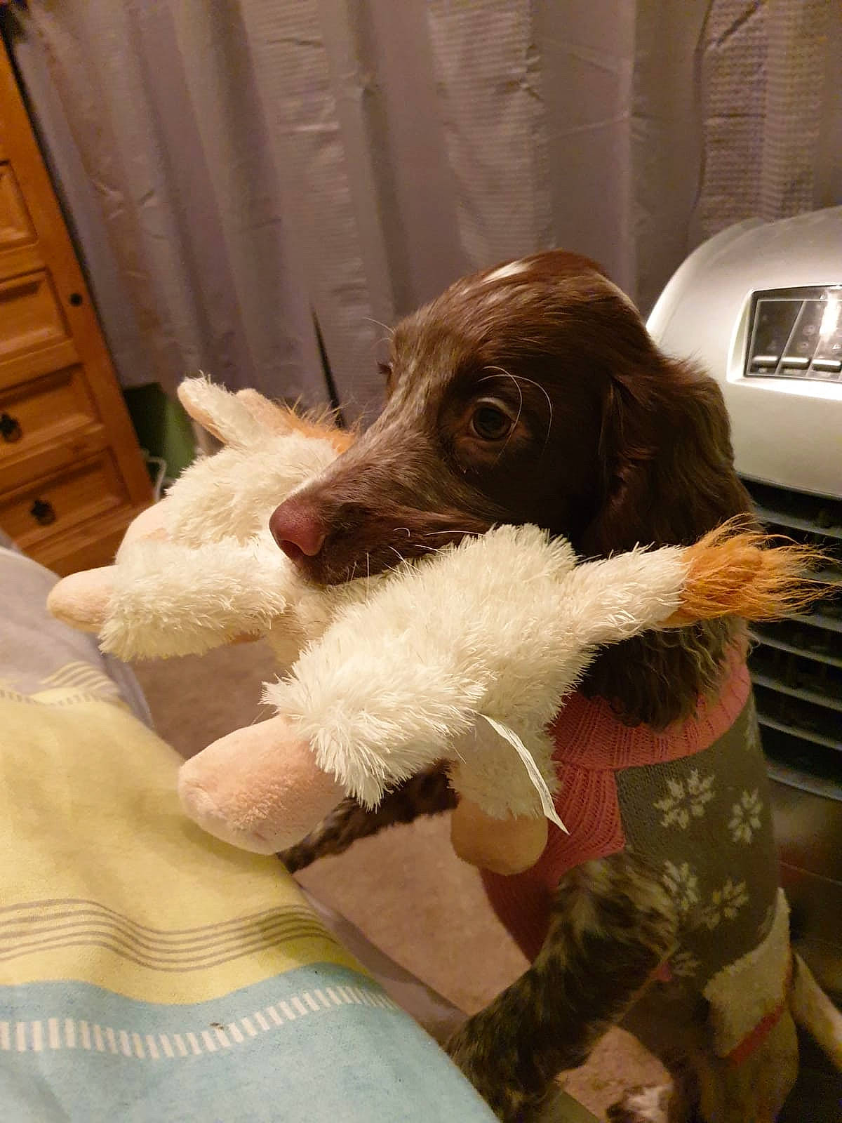 Bella is registered to the contest to win money with this photo: canidae, carnivore, companion_dog, dog, dog_breed, lagotto_romagnolo, mammal, retriever, small_munsterlander, spanish_water_dog, sporting_group, standard_poodle