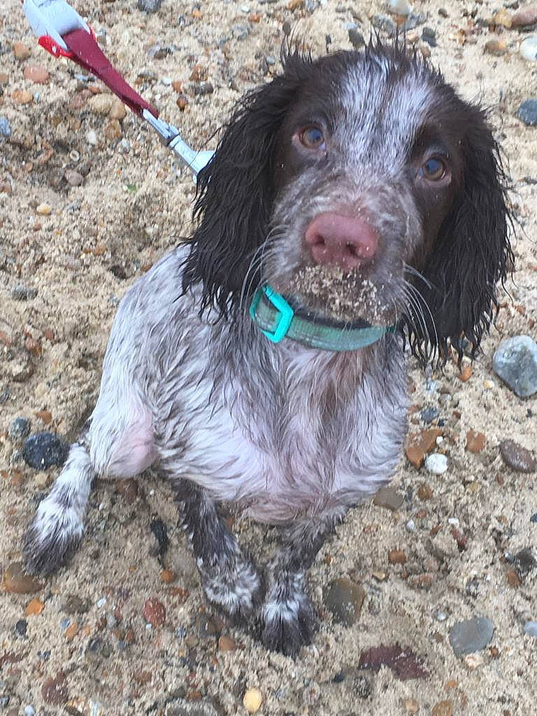 Bella is registered to the contest to win money with this photo: american_water_spaniel, blue_picardy_spaniel, boykin_spaniel, canidae, carnivore, dog, dog_breed, german_longhaired_pointer, german_spaniel, hunting_dog, mammal, murray_river_curly_coated_retriever, picardy_spaniel, pont_audemer_spaniel, rare_breed_dog, small_munsterlander, spaniel, sporting_group, stichelhaar, vertebrate