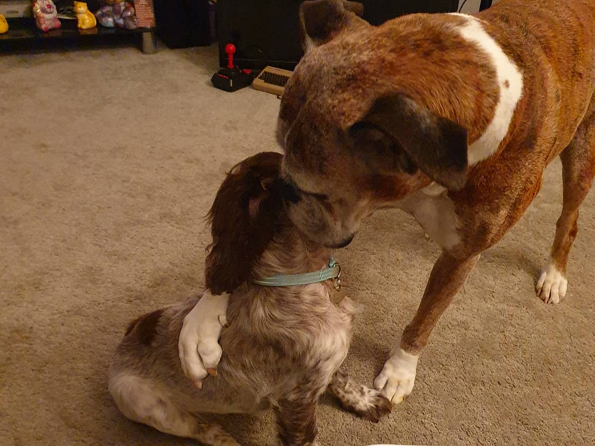 Bella is registered to the contest to win money with this photo: canidae, carnivore, companion_dog, dog, dog_breed, fawn, mammal, non_sporting_group, pit_bull, sporting_group, tail, vertebrate