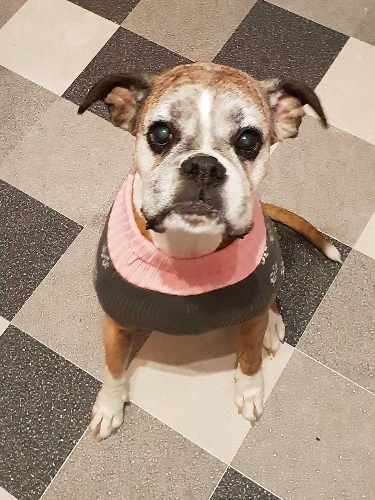 Gracie joined the competition — help win amazing prizes! australian_bulldog, british_bulldogs, bulldog, canidae, carnivore, companion_dog, dog, dog_breed, dorset_olde_tyme_bulldogge, fawn, mammal, non_sporting_group, old_english_bulldog, olde_english_bulldogge, puppy, renascence_bulldogge, snout, toy_bulldog, valley_bulldog, vertebrate