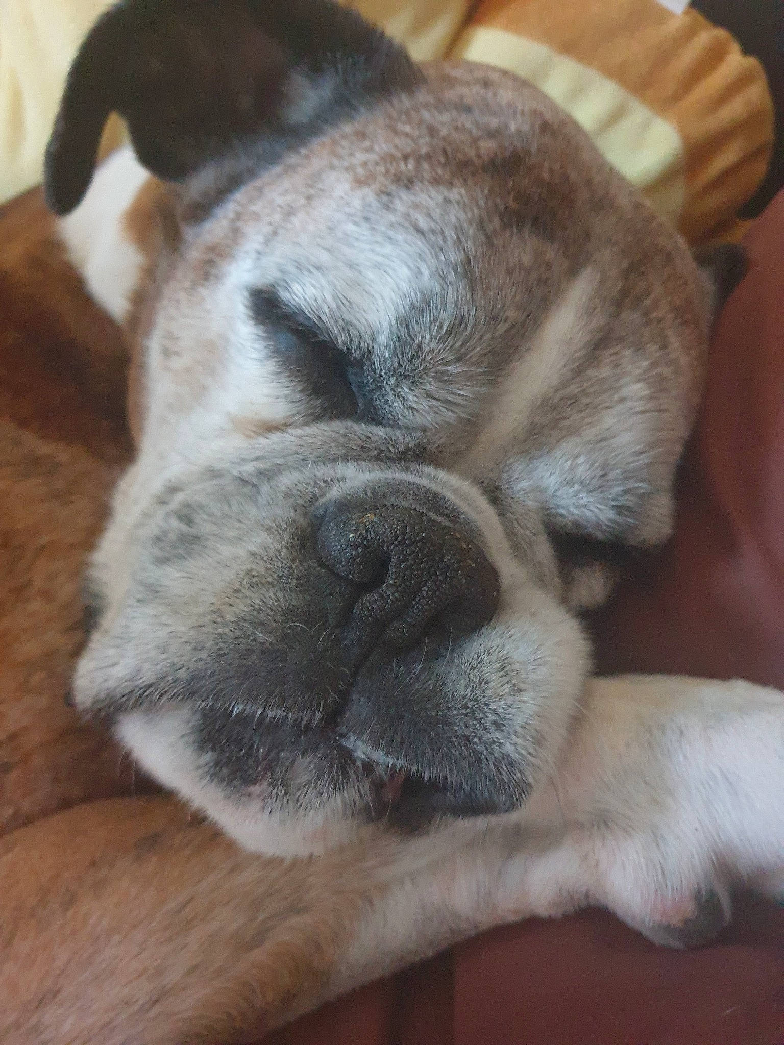 Gracie is registered to the contest to win money with this photo: australian_bulldog, british_bulldogs, bulldog, canidae, carnivore, companion_dog, dog, dog_breed, fawn, mammal, non_sporting_group, old_english_bulldog, pug, puppy, skin, snout, toy_bulldog, valley_bulldog, vertebrate, wrinkle