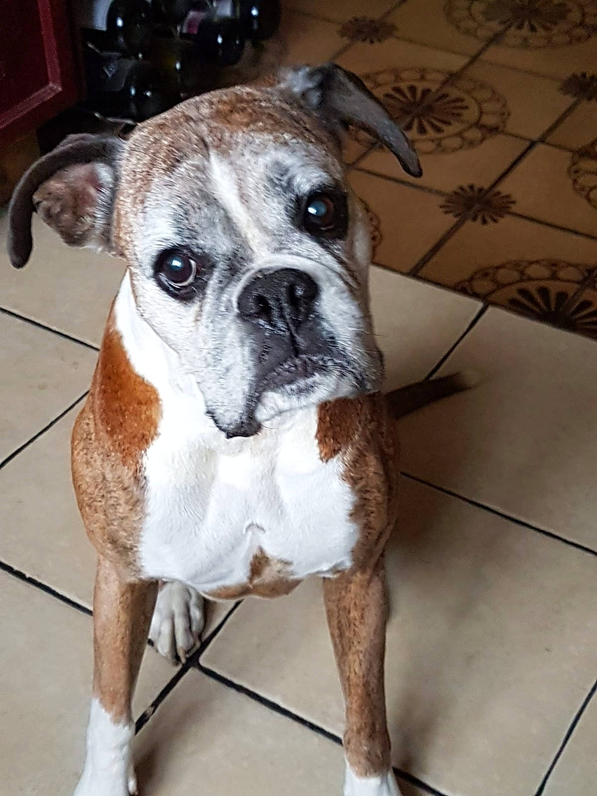 Gracie is registered to the contest to win money with this photo: american_bulldog, australian_bulldog, boxer, bulldog, canidae, carnivore, companion_dog, dog, dog_breed, fawn, mammal, non_sporting_group, old_english_bulldog, olde_english_bulldogge, rare_breed_dog, renascence_bulldogge, snout, toy_bulldog, valley_bulldog, vertebrate