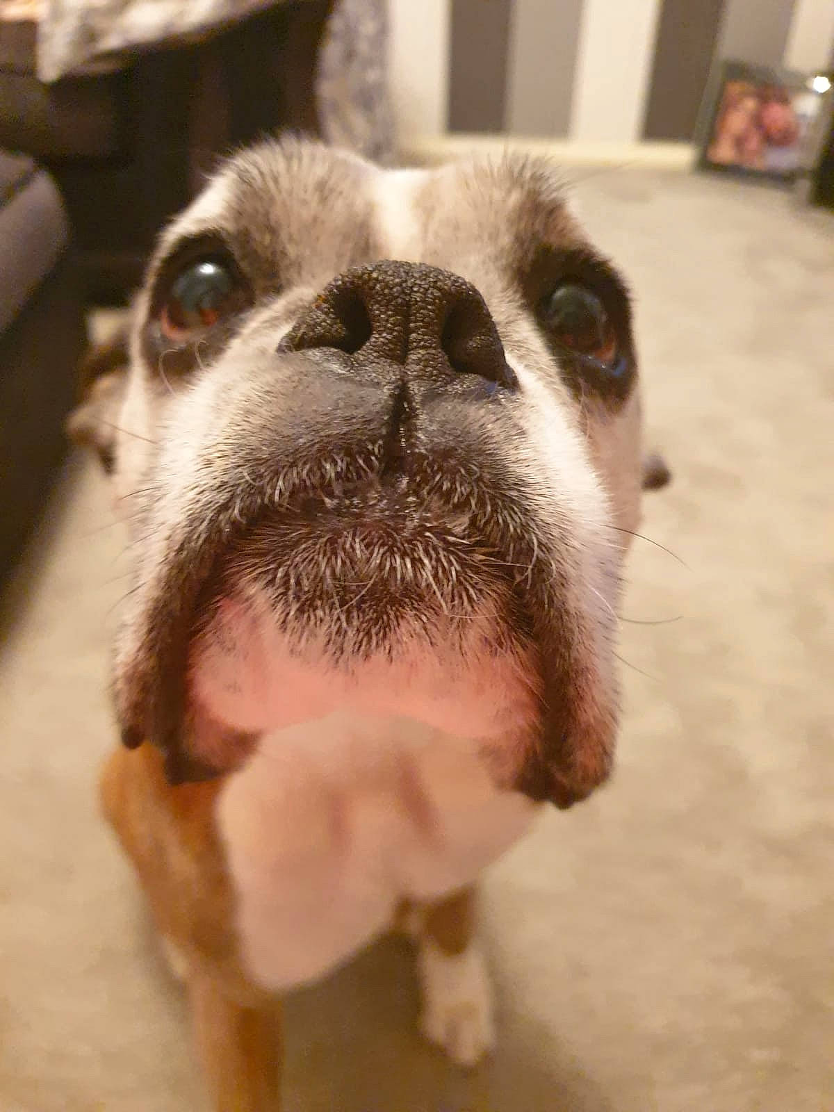 Gracie is registered to the contest to win money with this photo: australian_bulldog, boston_terrier, canidae, carnivore, companion_dog, dog, dog_breed, ear, eye, fawn, head, mammal, mouth, non_sporting_group, nose, puppy_love, snout, toy_bulldog, valley_bulldog, whiskers