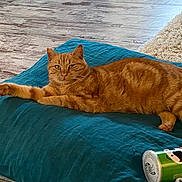 Némo participe au concours pour gagner de l'argent avec cette photo : cat, orange_tabby, pet, cushion, teal, indoor, wooden_floor, rug, relaxed, paw, feline, can, drink_can, floor, cozy, domestic, resting, animal, cute, home