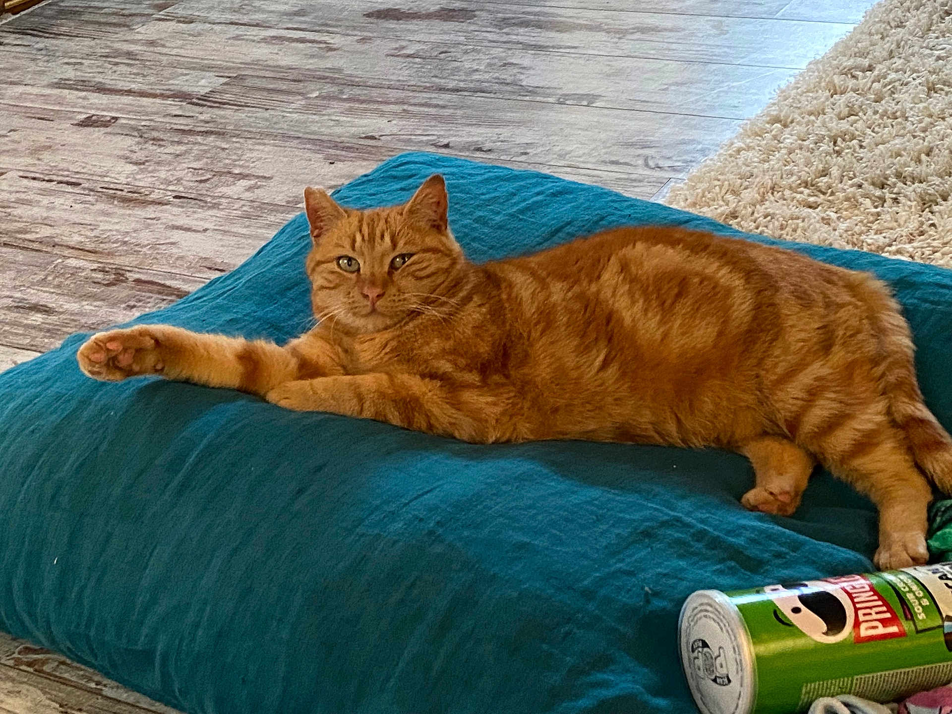 Némo participe au concours pour gagner de l'argent avec cette photo : cat, orange_tabby, pet, cushion, teal, indoor, wooden_floor, rug, relaxed, paw, feline, can, drink_can, floor, cozy, domestic, resting, animal, cute, home