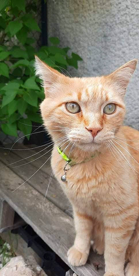 Lloyd participe au concours pour gagner de l'argent avec cette photo : carnivore, cat, collar, domestic_short_haired_cat, fawn, felidae, fur, grass, paw, plant, small_to_medium_sized_cats, snout, tail, terrestrial_animal, tree, whiskers, wildlife, window, wood