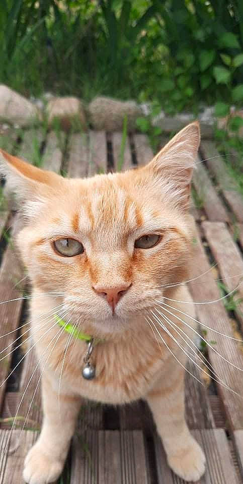 Lloyd participe au concours pour gagner de l'argent avec cette photo : carnivore, cat, close_up, collar, domestic_short_haired_cat, eye, fawn, felidae, fur, grass, plant, small_to_medium_sized_cats, snout, terrestrial_animal, tree, whiskers, wildlife, window