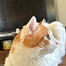 animal_portrait, calm, cat, close_up, cute, domestic_animal, ears, feline, fluffy, fur, green_eyes, household, indoor, looking_away, orange_and_white, pet, relaxed, side_profile, whiskers, wooden_surface