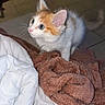 animal, blanket, blanket_texture, cat, comforter, cozy, curious, cute, domestic_animal, ears, feline, floor_tiles, fur, indoor, kitten, orange_and_white, pet, small_animal, whiskers, young