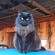 Louna a rejoint le concours — aidez-le/la à gagner de superbes lots ! cat, long_hair, gray_fur, fluffy, sitting, animal, pet, portrait, glowing_eyes, blue_vehicle, car, rustic, barn, wooden_beams, garage, outdoor, warm_lighting, whiskers, tail, lock_screen