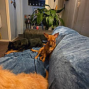 Bonita is registered to the contest to win money with this photo: animal, black_dog, blue_blanket, brown_dog, canine, couch, cozy, decor, dog, domestic, fur, furniture, home, indoor, living_room, pet, plant, relaxing, resting, wall_art