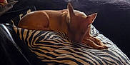 Bonita is registered to the contest to win money with this photo: animal, black, brown, couch, cozy, curtain, dog, domestic, fur, furniture, indoor, pet, pillow, quiet, relaxation, resting, sleeping, soft_light, window, zebra_stripe