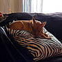 animal, black, brown, couch, cozy, curtain, dog, domestic, fur, furniture, indoor, pet, pillow, quiet, relaxation, resting, sleeping, soft_light, window, zebra_stripe