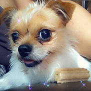 Little is registered to the contest to win money with this photo: dog, puppy, small_dog, fluffy, white_fur, brown_fur, large_eyes, black_nose, open_mouth, chew_treat, pet, cute, adorable, close_up, portrait, indoors, sitting, sparkles, soft_fur, playful