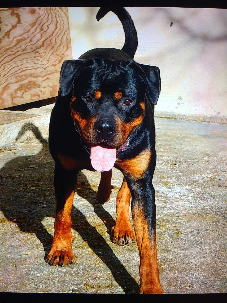 Milo participe au concours pour gagner de l'argent avec cette photo : dog, rottweiler, animal, pet, canine, outdoor, sunlight, shadow, concrete, tongue, tail, ears, walking, black, brown, fur, face, playful, daylight, closeup