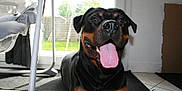 Milo participe au concours pour gagner de l'argent avec cette photo : dog, rottweiler, indoor, tongue_out, happy, pet, canine, floor, tile, glass_door, garden, furniture, curtain, black_and_tan, animal, companion, home, friendly, panting, smiling