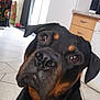 Milo participe au concours pour gagner de l'argent avec cette photo : dog, rottweiler, pet, indoor, kitchen, tile_floor, curious, close_up, black_fur, brown_fur, canine, animal, domestic_animal, head_tilt, snout, ears, eyes, nose, natural_light, home