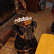 Milo participe au concours pour gagner de l'argent avec cette photo : dog, rottweiler, crown, indoor, fireplace, guitar, table, tile_floor, brown_furniture, pet, animal, looking_up, sitting, house, cozy, portrait, black_and_tan, domestic, canine, paper_crown