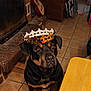 dog, rottweiler, crown, indoor, fireplace, guitar, table, tile_floor, brown_furniture, pet, animal, looking_up, sitting, house, cozy, portrait, black_and_tan, domestic, canine, paper_crown