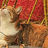 Salie a rejoint le concours — aidez-le/la à gagner de superbes lots ! cat, animal, outdoor, bamboo, relaxed, sunlight, red_wall, nature, pet, feline, whiskers, fur, calm, closeup, leaf_litter, resting, cute, mammal, tabby, peaceful