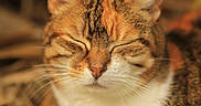 Salie participe au concours pour gagner de l'argent avec cette photo : cat, close_up, animal, feline, whiskers, fur, orange, brown, white, sleeping, peaceful, portrait, cute, pet, mammal, soft_light, relaxed, domestic_cat, face, nature