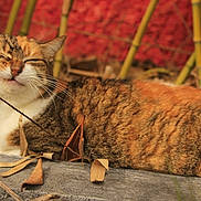 Salie participe au concours pour gagner de l'argent avec cette photo : cat, calico_cat, animal, outdoor, bamboo, dry_leaves, stone, nature, relaxed, sunlight, feline, whiskers, ears, fur, face, sleepy, closeup, brown, orange, white