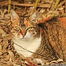 Salie a rejoint le concours — aidez-le/la à gagner de superbes lots ! cat, tabby, green_eyes, animal, outdoor, nature, fur, leaf_litter, bamboo, sunlight, relaxed, mammal, whiskers, closeup, wildlife, pet, brown, orange, white, resting